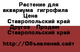 Растение для аквариума (гигрофила) › Цена ­ 250 - Ставропольский край Другое » Продам   . Ставропольский край